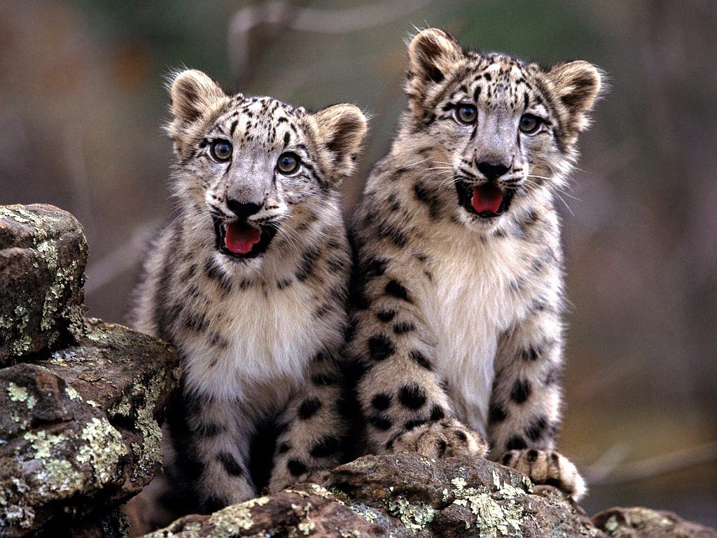 Double Trouble, Snow Leapord Cubs